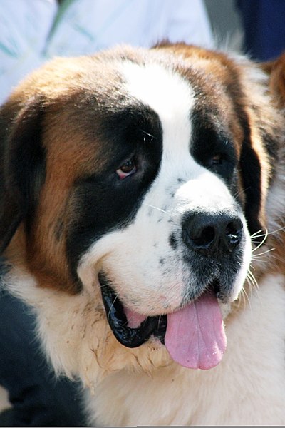 Pin by Dušan Kaniak on dog  Big dog breeds, St bernard dogs, Worlds  biggest dog