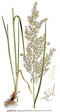 Typart Calamagrostis canescens, grenrör