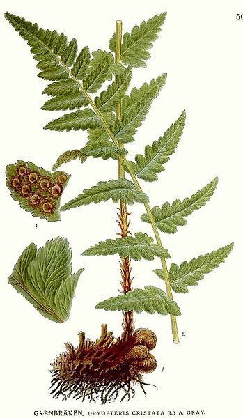 File:502 Dryopteris cristata.jpg