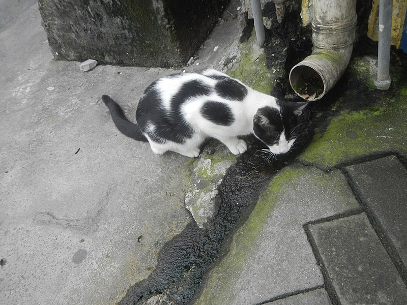 File:5551Effects of Typhoon Molave in Baliuag, Bulacan 15.jpg