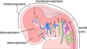 The embryo's nervous system at six weeks.