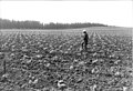 A-farmer-is-busy-in-his-field-in-Algeria-142461617808.jpg