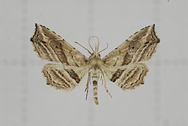 Hypenagonia obliquifascia