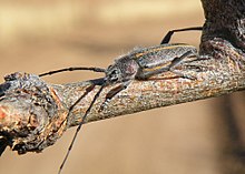 Uzun boynuzlu bir böcek, Schizax senex (4573242021) .jpg