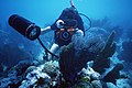 A member of the Fleet Imaging Command Atlantic Underwater Photography Team (UPT) captures marine life on film during a training dive off the coast - DPLA - 77e2041a70509a9b374873c05cbc6f4d.jpeg