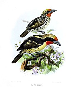 A monograph of the Capitonidæ, or scansorial barbets (19553239854), crop.jpg