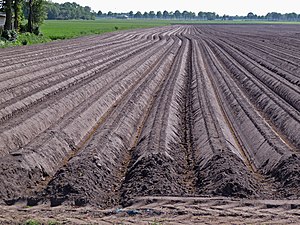 Aspergeveld (Midden-Drenthe, 2012)