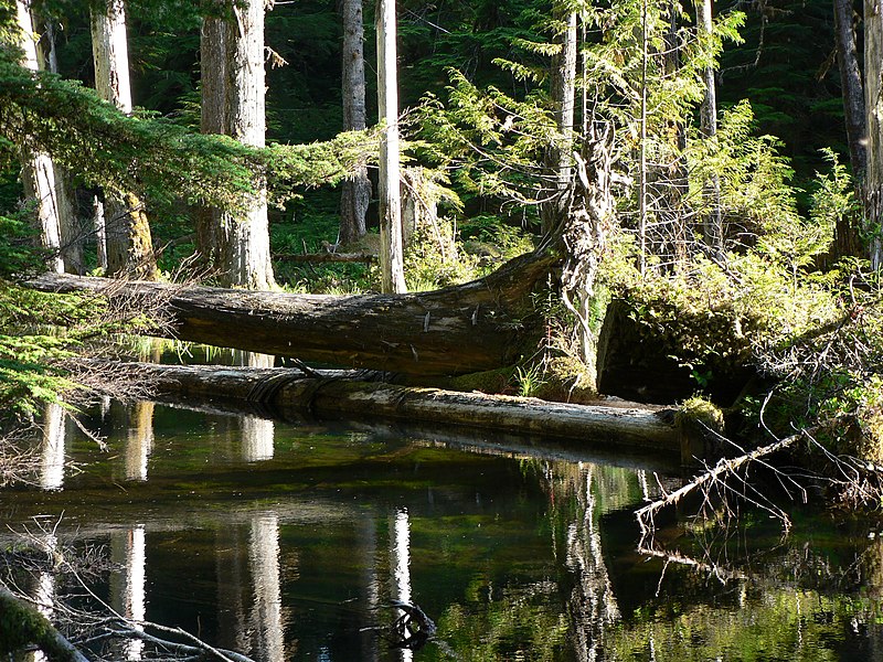 File:Abandoned Beaver Pond (888fa0b8155d463c9c9674d1c8b739c6).JPG