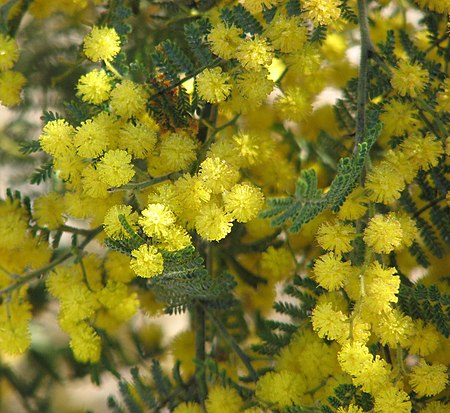 Acacia cardiophylla