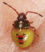 Acanthosoma haemorrhoidale-j.jpg