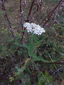 Achillea asiatica 24859911.jpg