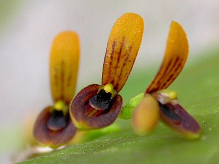 Acianthera_exarticulata