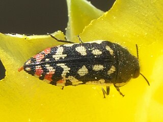 <i>Acmaeodera paradisjuncta</i> Species of beetle