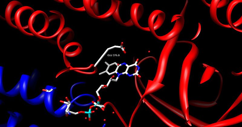 File:Acyl CoA dehydrogenase active site.jpg