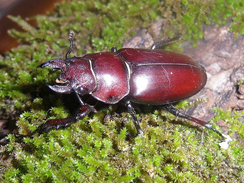 File:Adult female Lucanus elaphus324.JPG