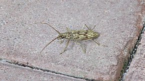 Resim açıklaması Aeolesthes chrysothrix - Institute for Nature Study, Tokyo.JPG.