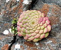 Aeonium glandulosum 2 web.jpg