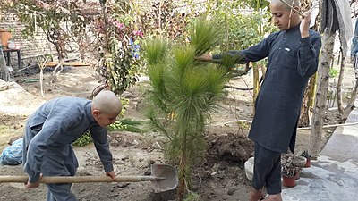 Дети сажают дерево