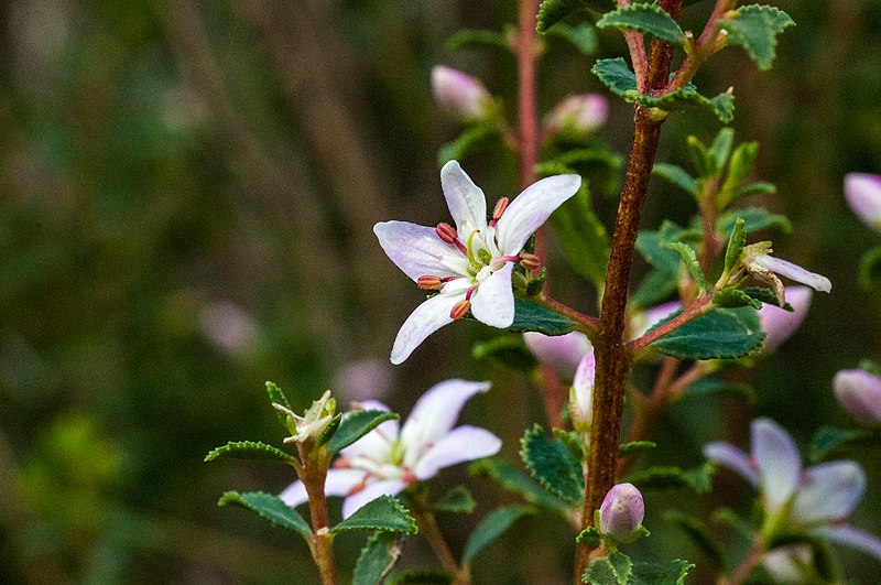 File:Agathosma betulina MargrietB 2.jpg