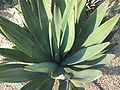 agave murpheyi