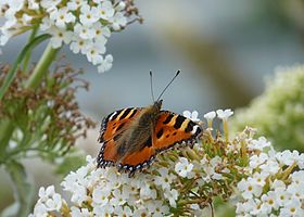 Small Tortoiseshell