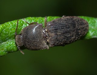 Agrypninae subfamily of insects