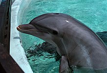 Akeakamai (1976–2003), az egyetem palackorrú delfinje a Kewalo Tengerészeti Laboratóriumban