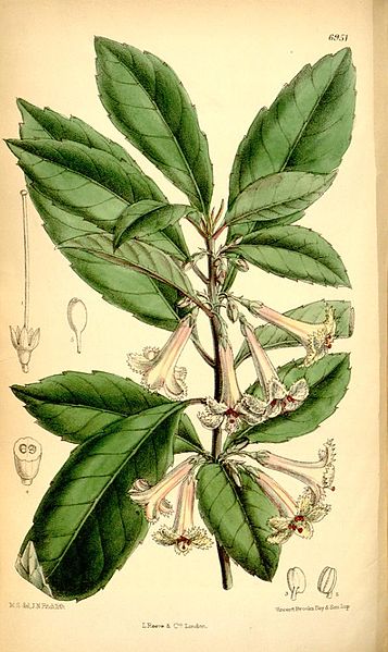 File:Alseuosmia macrophylla.jpg