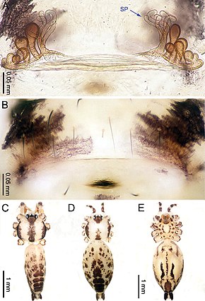 Descrição da imagem Althepus gouci (10.3897-zookeys.776.24432) Figura 6.jpg.