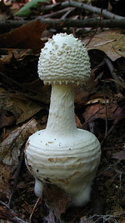 <i>Amanita abrupta</i> species of fungus