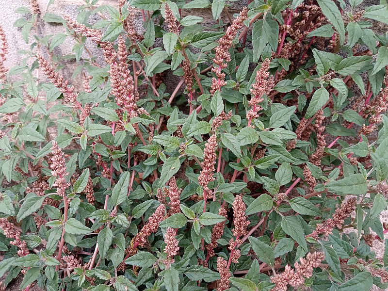 File:Amaranthus deflexus, la Cellera de Ter.jpg