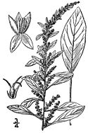 Amaranthus tuberculatus drawing.jpg