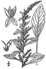 Thumbnail for Amaranthus tuberculatus