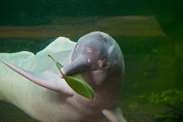 Aquatic mammal - Wikipedia