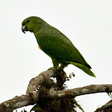 Amazona mercenaria -Ekvádor -Andes-8-4c.jpg