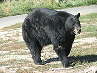 American Black Bear.JPG