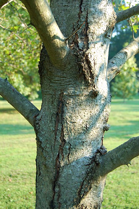 Tập_tin:American_Sweetgum_Liquidambar_styraciflua_'Worplesdon'_Trunk_2000px.jpg