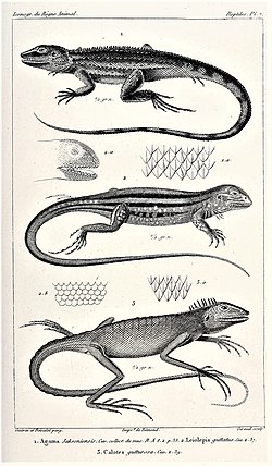 Amphibolurus muricatus Leiolepis guttata Bronchocela cristatella.jpg