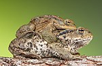 Thumbnail for File:Amplexus Bufo bufo 2010-03-29.jpg