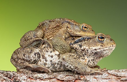 Плюсы минусы лягушек. Спаривание жаб. Амплексус амфибий. Самка и самец лягушки. Жаба чесночница самец.