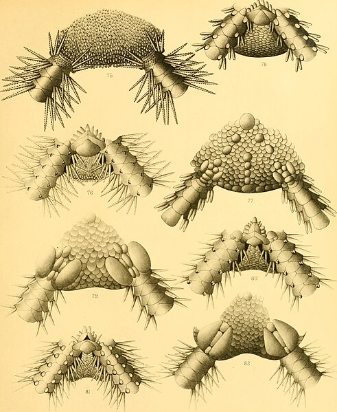 File:An account of the Deep-Sea Ophiuroidea collected by the Royal Indian Marine Survey (1899) (16582659068).jpg