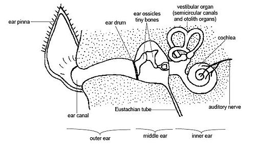 Schematic anatomy of the ear. In dogs, the ear canal has a "L" shape, with the vertical canal (first half) and the horizontal canal (deeper half, ending with the eardrum)