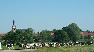 Ancerviller - Sortie des vaches.jpg