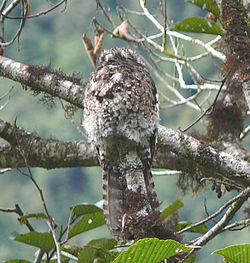 Andean Potto (Nyctibius maculosus) on a branch.jpg