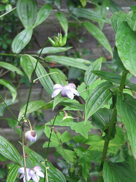 File:Anemonopsis macrophylla - Flickr - peganum.jpg
