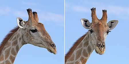Tập_tin:Angolan_giraffe_(Giraffa_camelopardalis_angolensis)_male_head_composite.jpg