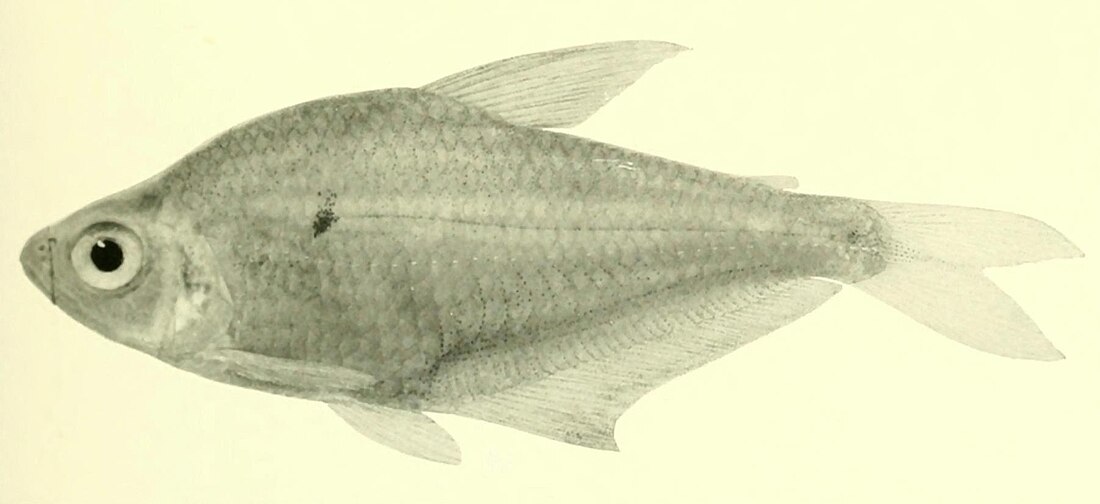 File:Annals of the Carnegie Museum - Phenacogaster beni.jpg