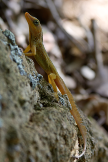 Male Dominican Anole. South Caribbean ecotype Anolis oculatus sunbathing.png