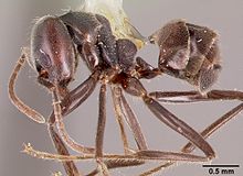 مشخصات Anonychomyrma murina casent0003185 1.jpg