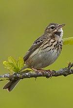 Pienoiskuva sivulle Metsäkirvinen